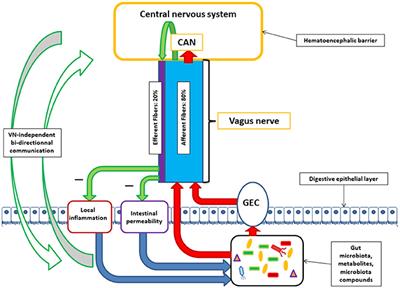 The Vagus Nerve at the Interface of the Microbiota-Gut-Brain Axis